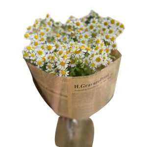 Daisy Chamomile Fresh Flowers Gifts